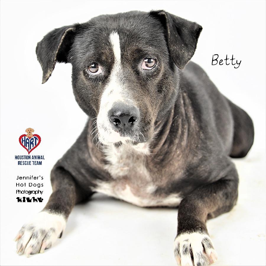Enlarge Betty, a Adoptable American Staffordshire Terrier in Tomball, TX image 1/6