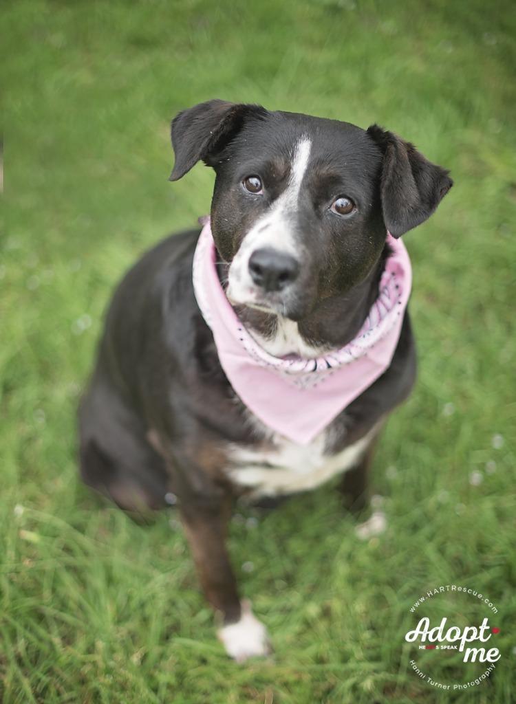 Enlarge Betty, a Adoptable American Staffordshire Terrier in Hockley, TX image 3/6