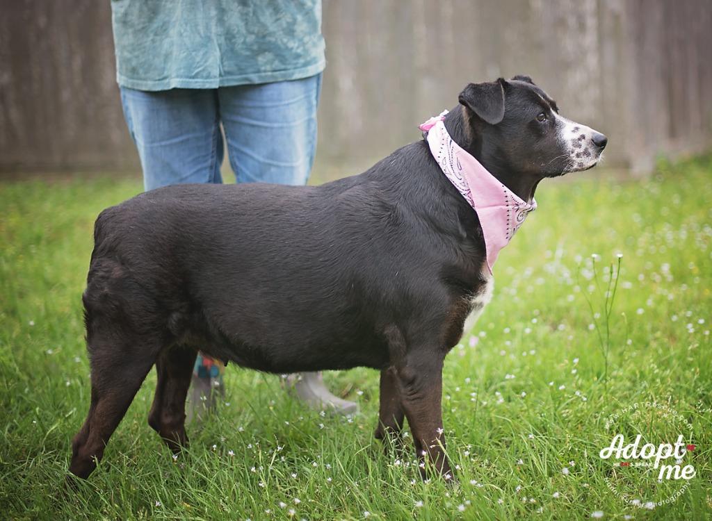 Enlarge Betty, a Adoptable American Staffordshire Terrier in Tomball, TX image 4/6