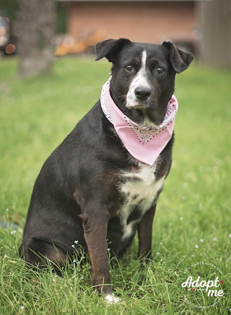 Enlarge Betty, a Adoptable American Staffordshire Terrier in Tomball, TX image 5/6