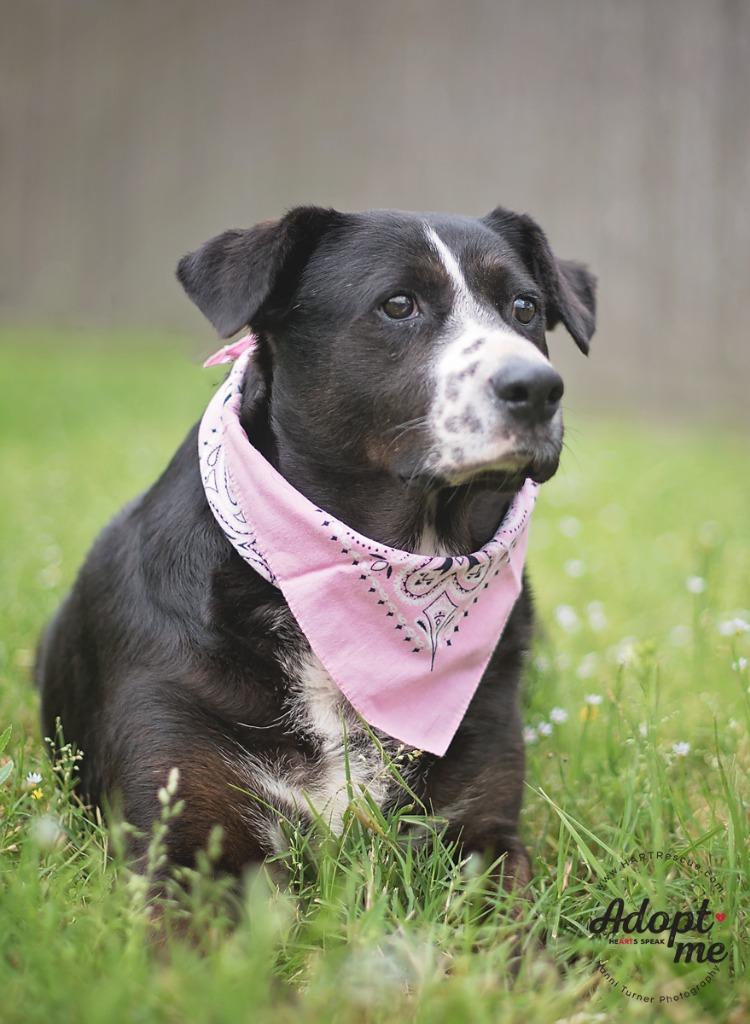 Enlarge Betty, a Adoptable American Staffordshire Terrier in Tomball, TX image 6/6