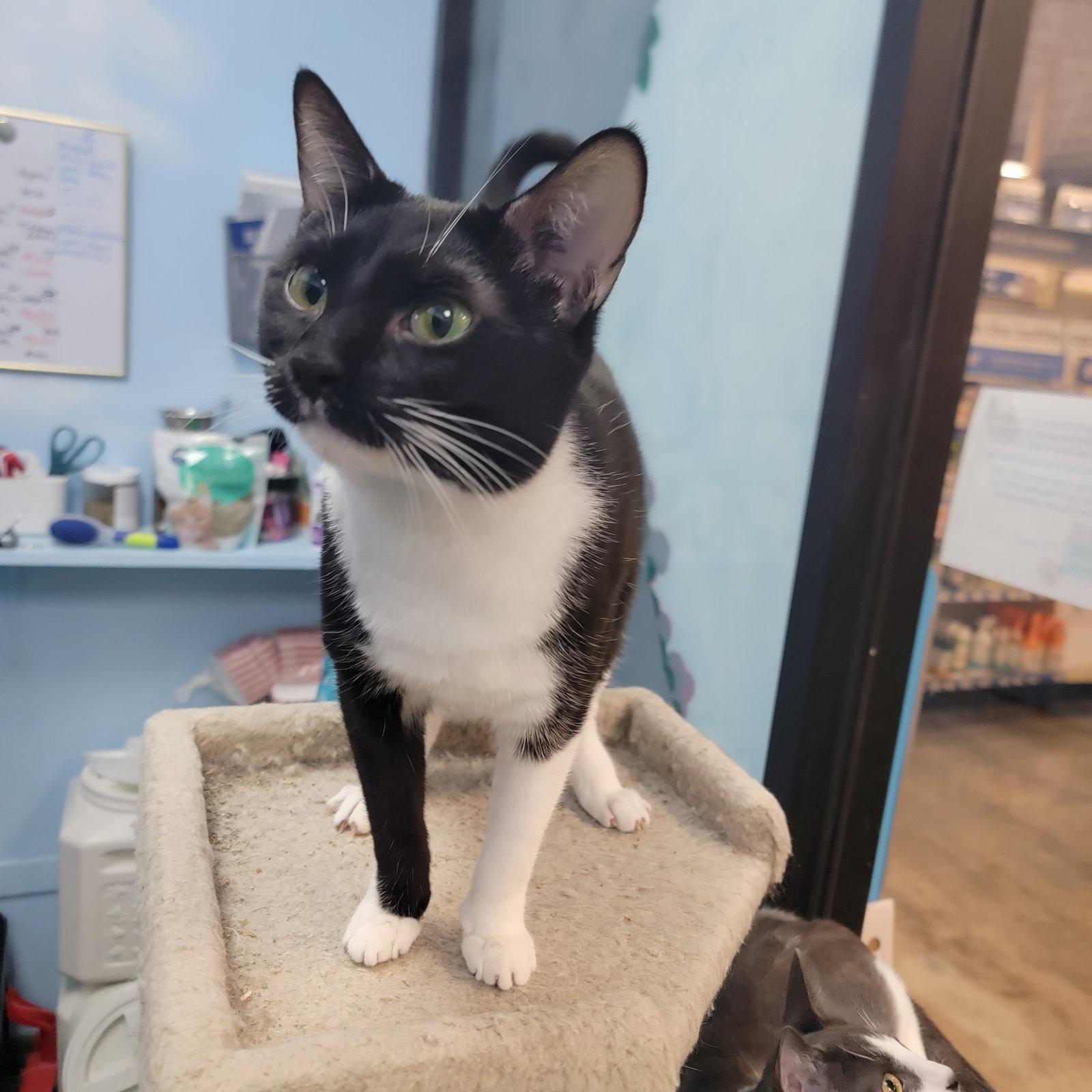 Nikita, Adoptable, Adult Female Domestic Short Hair.