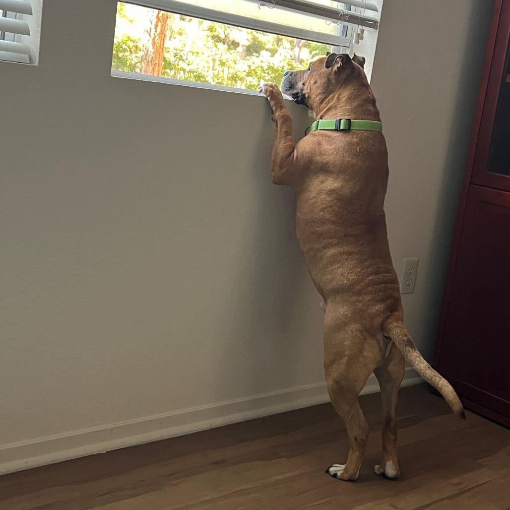 Enlarge Ramon, a Adoptable mixed breed in San Diego, CA image 1/5