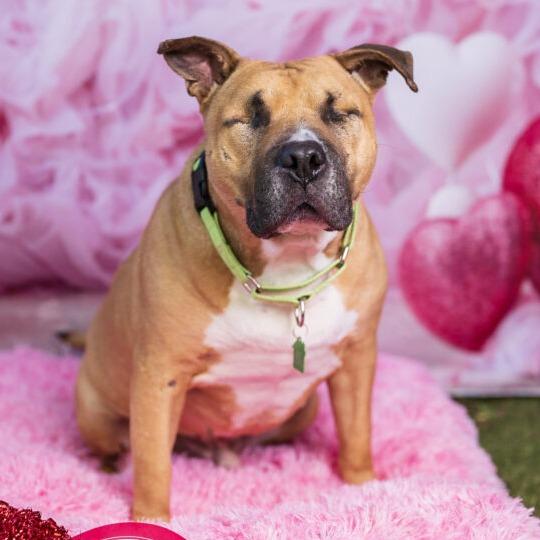 Enlarge Ramon, a Adoptable mixed breed in San Diego, CA image 2/5
