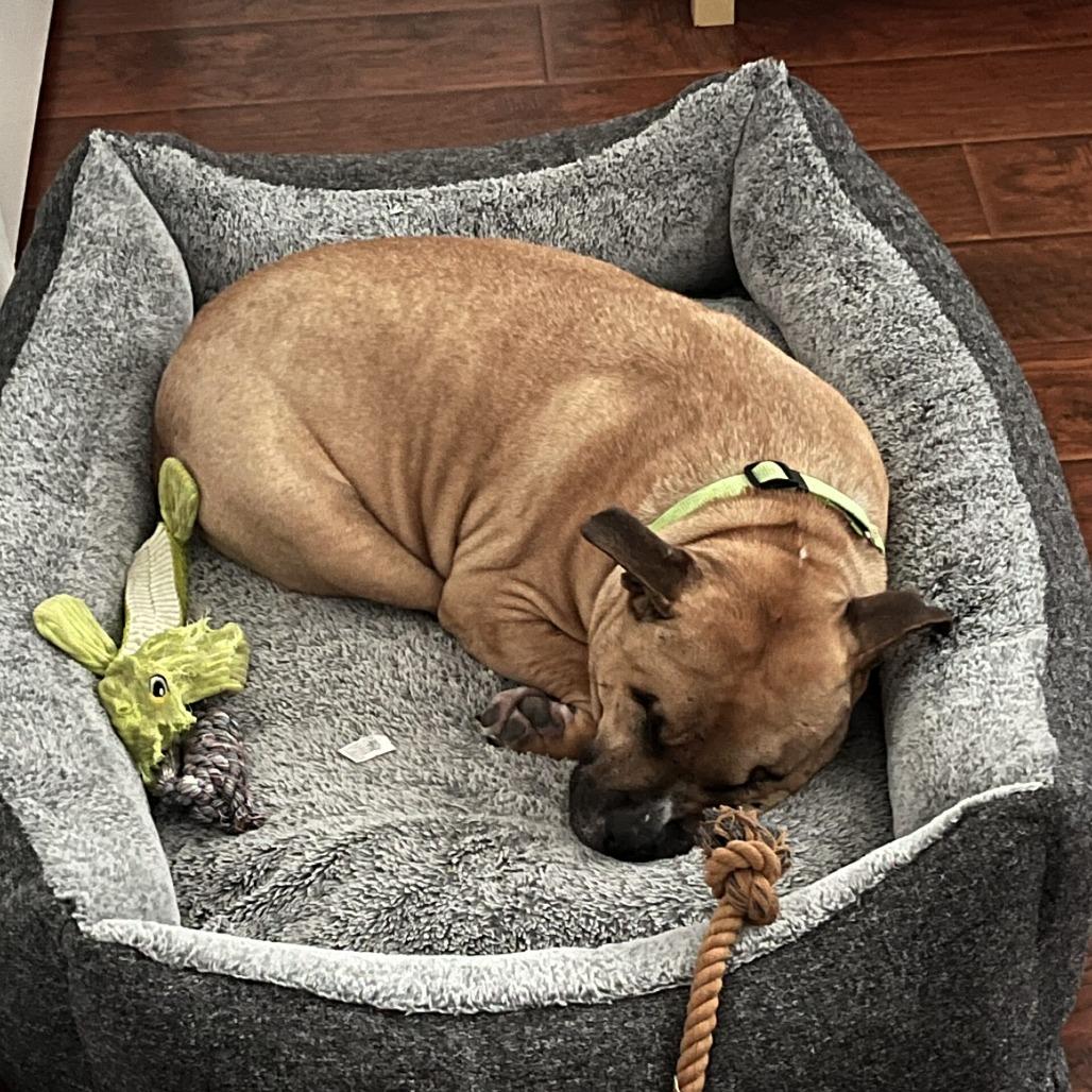 Enlarge Ramon, a Adoptable mixed breed in San Diego, CA image 3/5