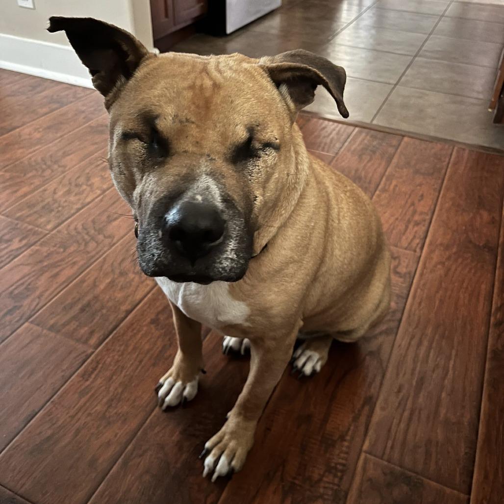 Enlarge Ramon, a Adoptable mixed breed in San Diego, CA image 4/5