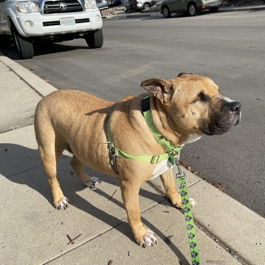 Enlarge Ramon, a Adoptable mixed breed in San Diego, CA image 5/5
