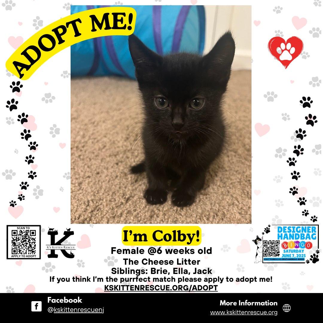 Colby, Baby Female Domestic Short Hair