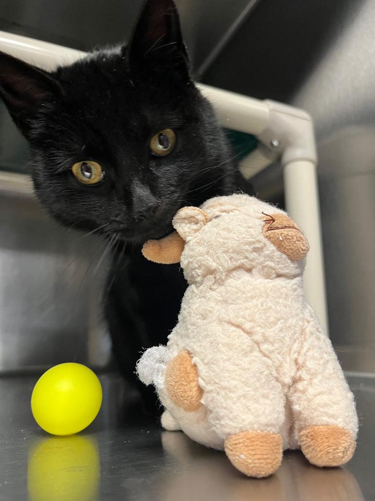 Simon, Adoptable, Young Male Domestic Short Hair.