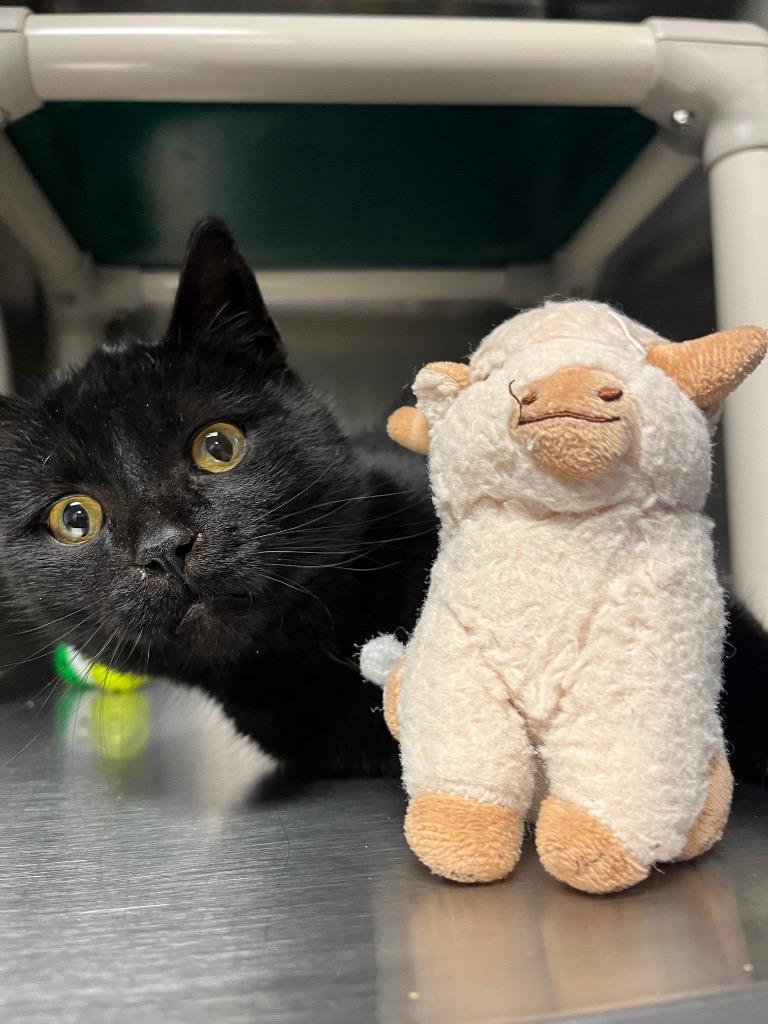 Enlarge Simon, a Adopted mixed breed in Barron, WI image 1/6