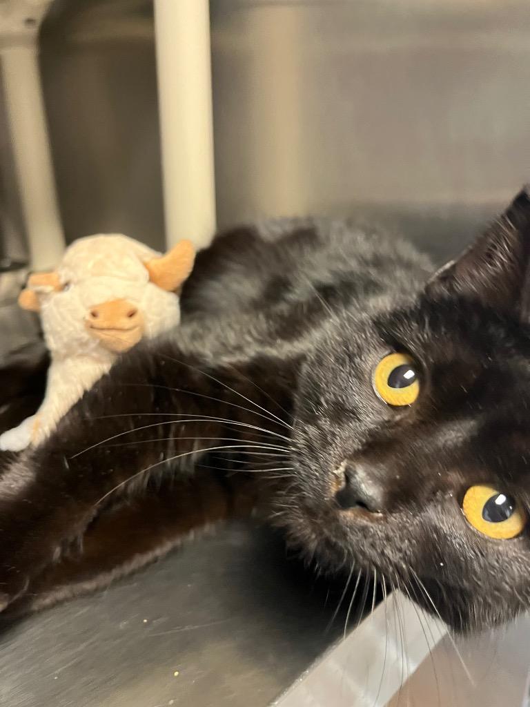 Enlarge Simon, a Adopted mixed breed in Barron, WI image 3/6