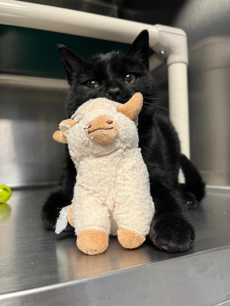 Enlarge Simon, a Adopted mixed breed in Barron, WI image 5/6