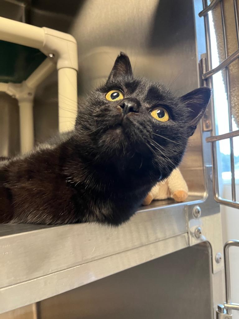 Enlarge Simon, a Adoptable mixed breed in Barron, WI image 4/6