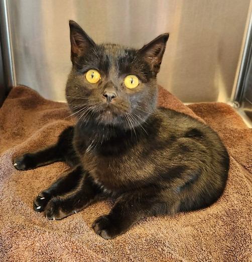 Enlarge Simon, a Adoptable mixed breed in Barron, WI image 5/6