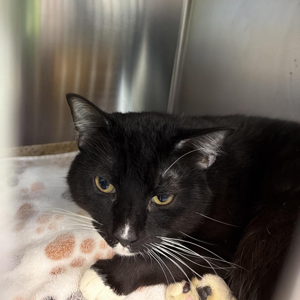 Sailor Cat Horizon, Adoptable, Adult Male Domestic Short Hair.