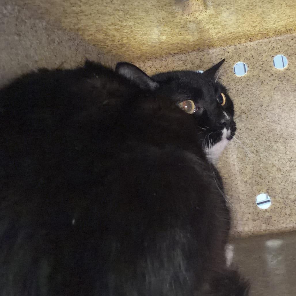 Sailor Cat Horizon, Adoptable, Adult Male Domestic Short Hair.