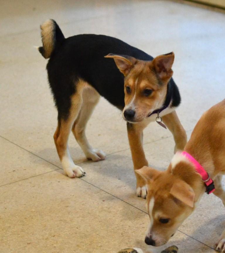 Enlarge Poppy, a Adoptable mixed breed in White Plains, NY image 2/4