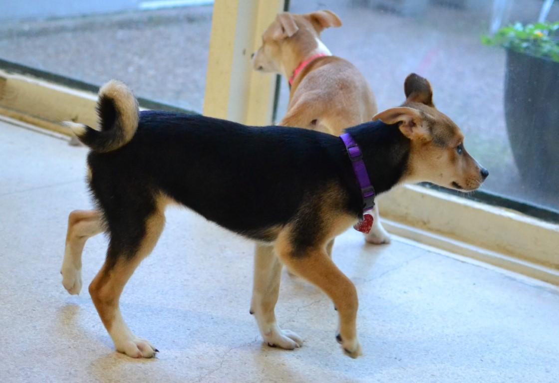 Enlarge Poppy, a Adoptable mixed breed in White Plains, NY image 3/4