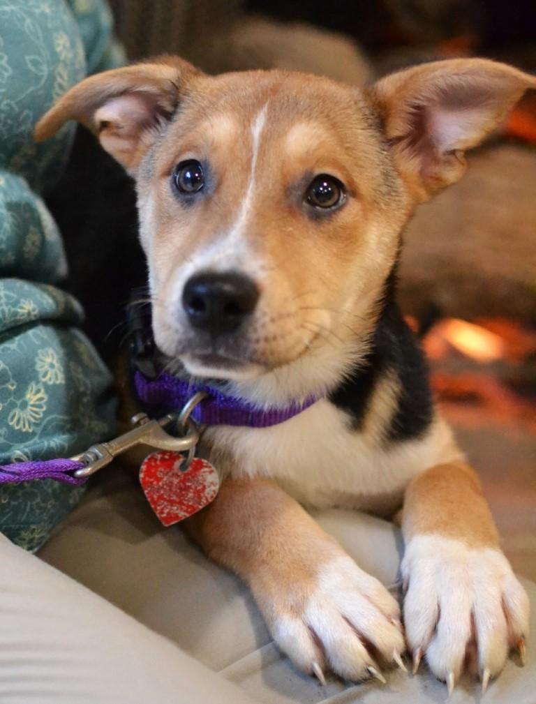 Poppy, Adoptable, Puppy Female Jack Russell Terrier.