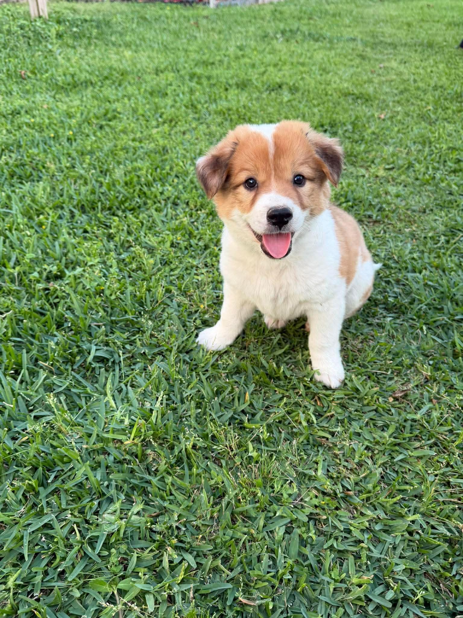 Beau , an adopted mixed breed in Blaine, WA image 2/6