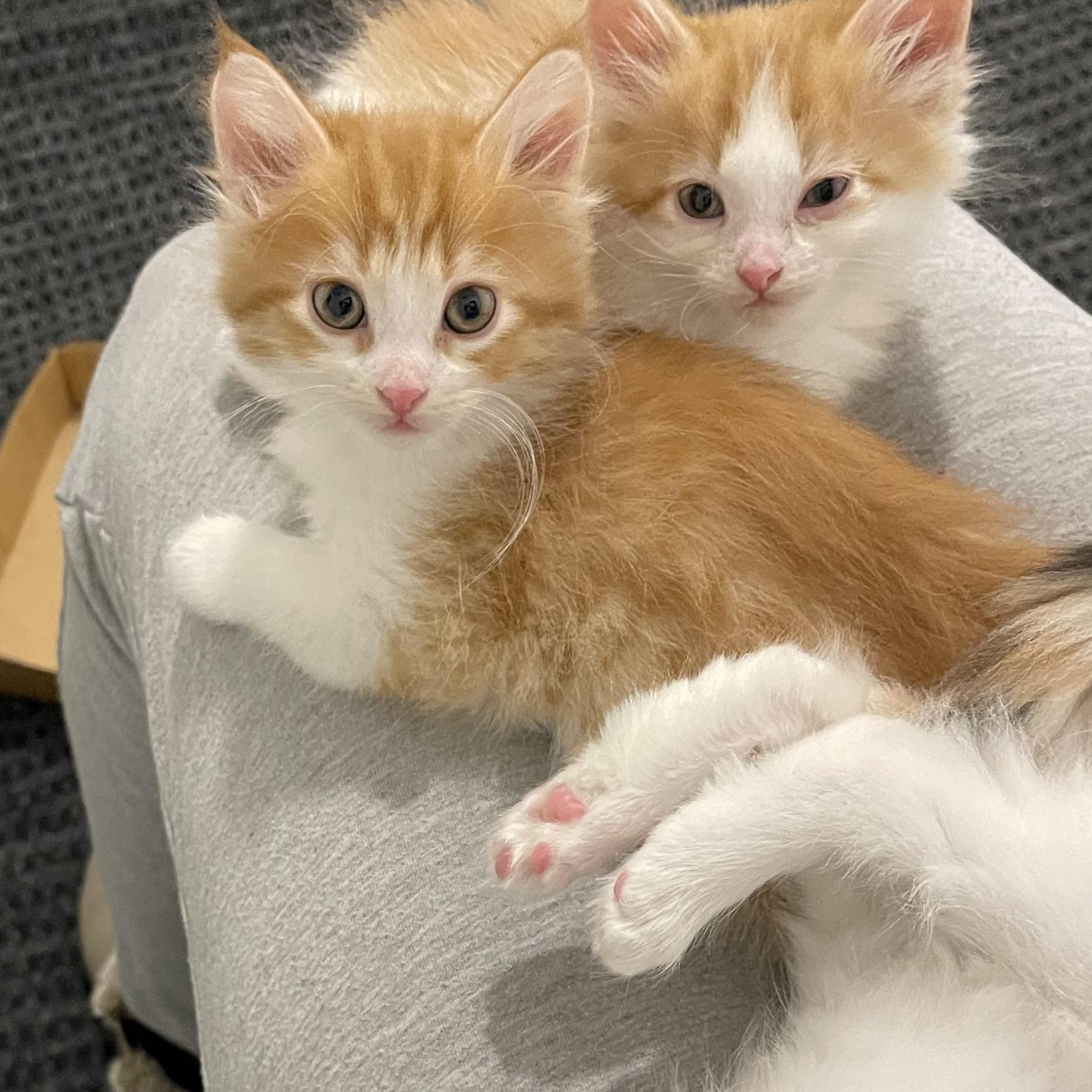 Enlarge Niño, an adopted mixed breed in Pocatello, ID image 4/6