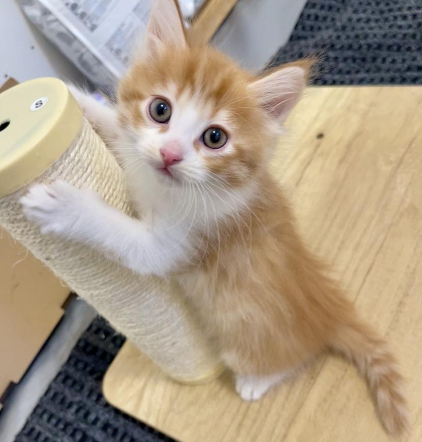 Enlarge Niño, an adopted mixed breed in Pocatello, ID image 2/6