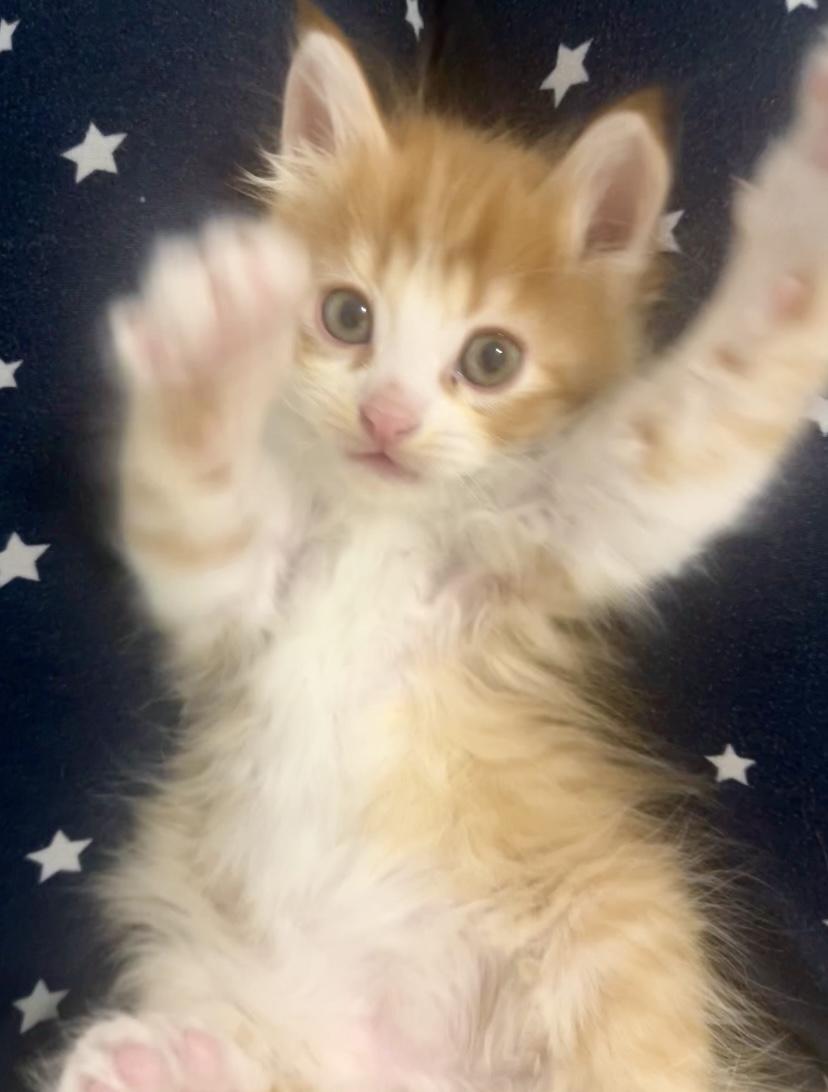 Enlarge Niño, an adopted mixed breed in Pocatello, ID image 6/6