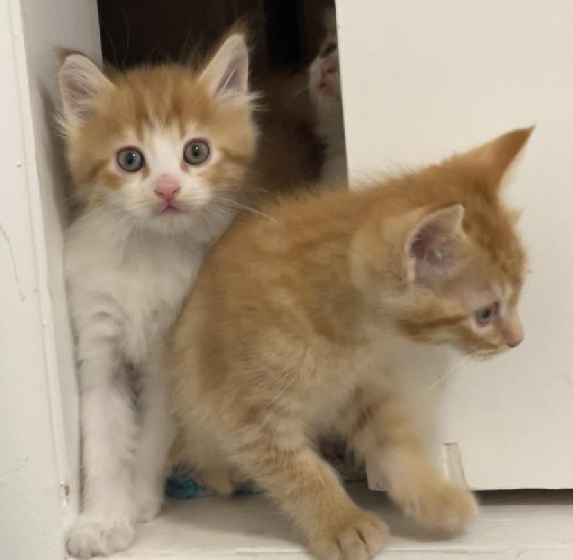 Enlarge Niño, an adopted mixed breed in Pocatello, ID image 5/6