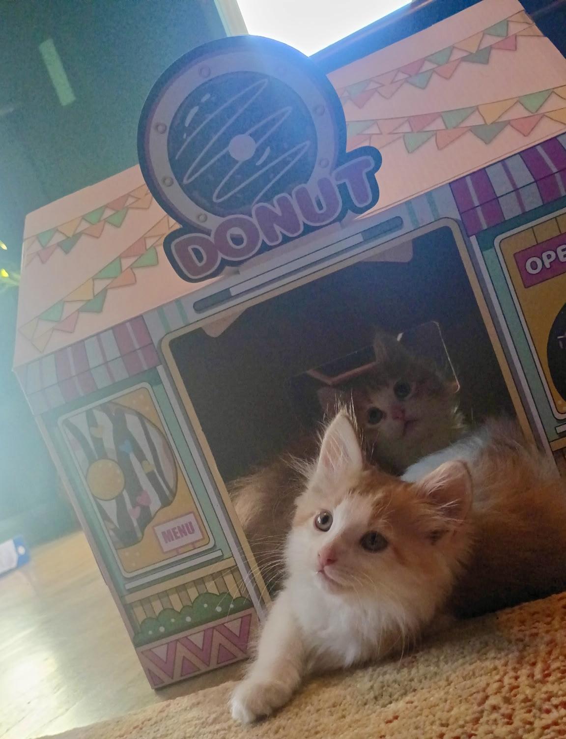 Enlarge Niño, an adopted mixed breed in Pocatello, ID image 3/6