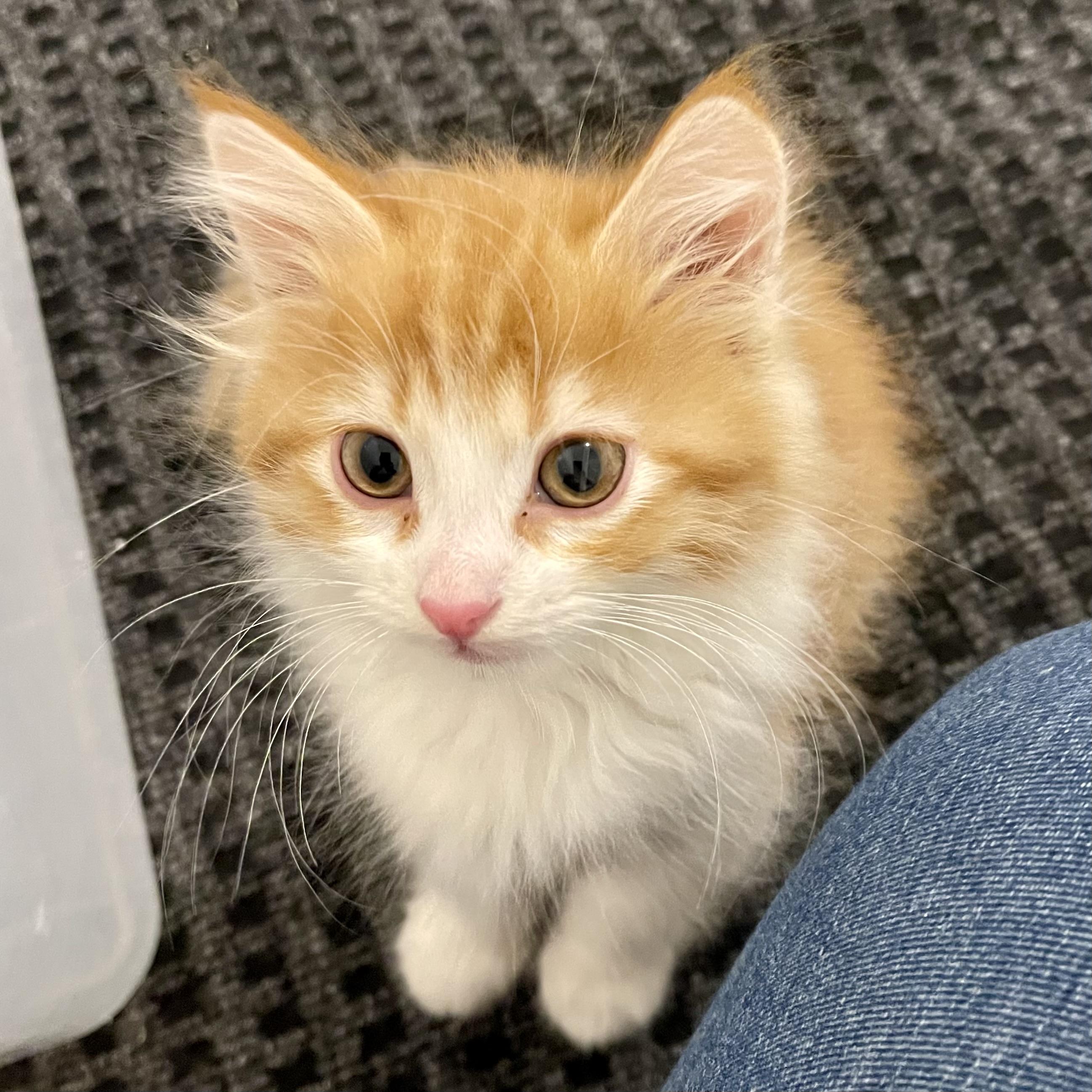 Niño, adopted, Kitten Male Domestic Short Hair.