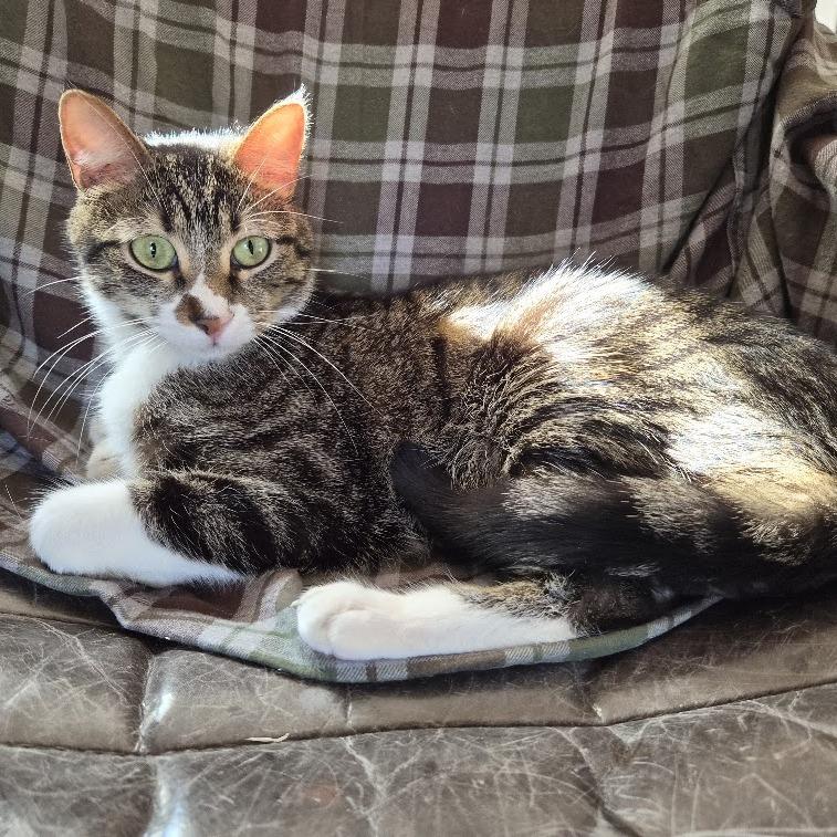 Enlarge Crash, a Adoptable Domestic Short Hair in Fort Worth, TX image 1/6