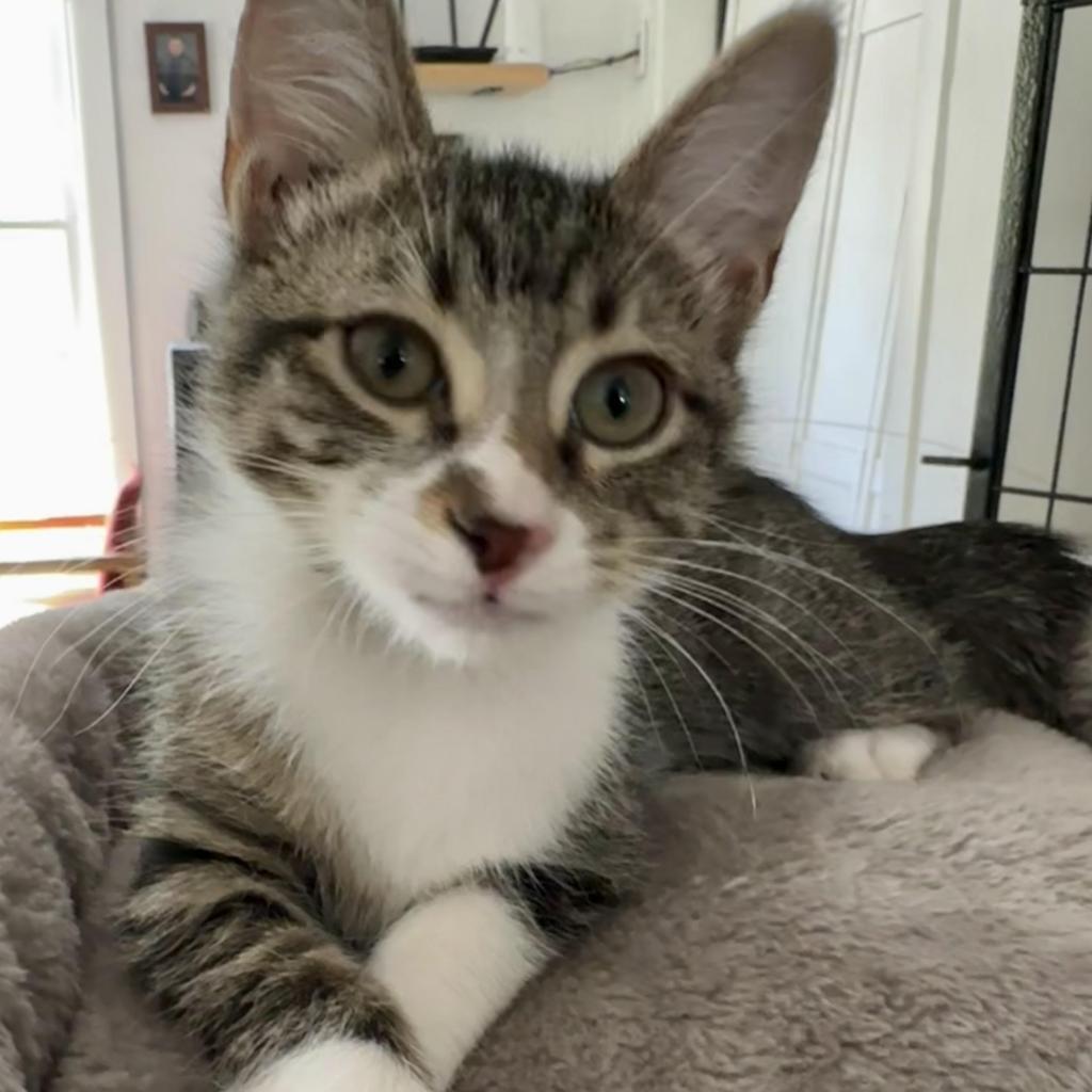 Enlarge Crash, a Adoptable Domestic Short Hair in Fort Worth, TX image 3/5