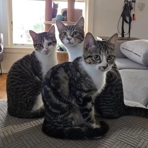 Enlarge Crash, a Adoptable Domestic Short Hair in Fort Worth, TX image 4/5