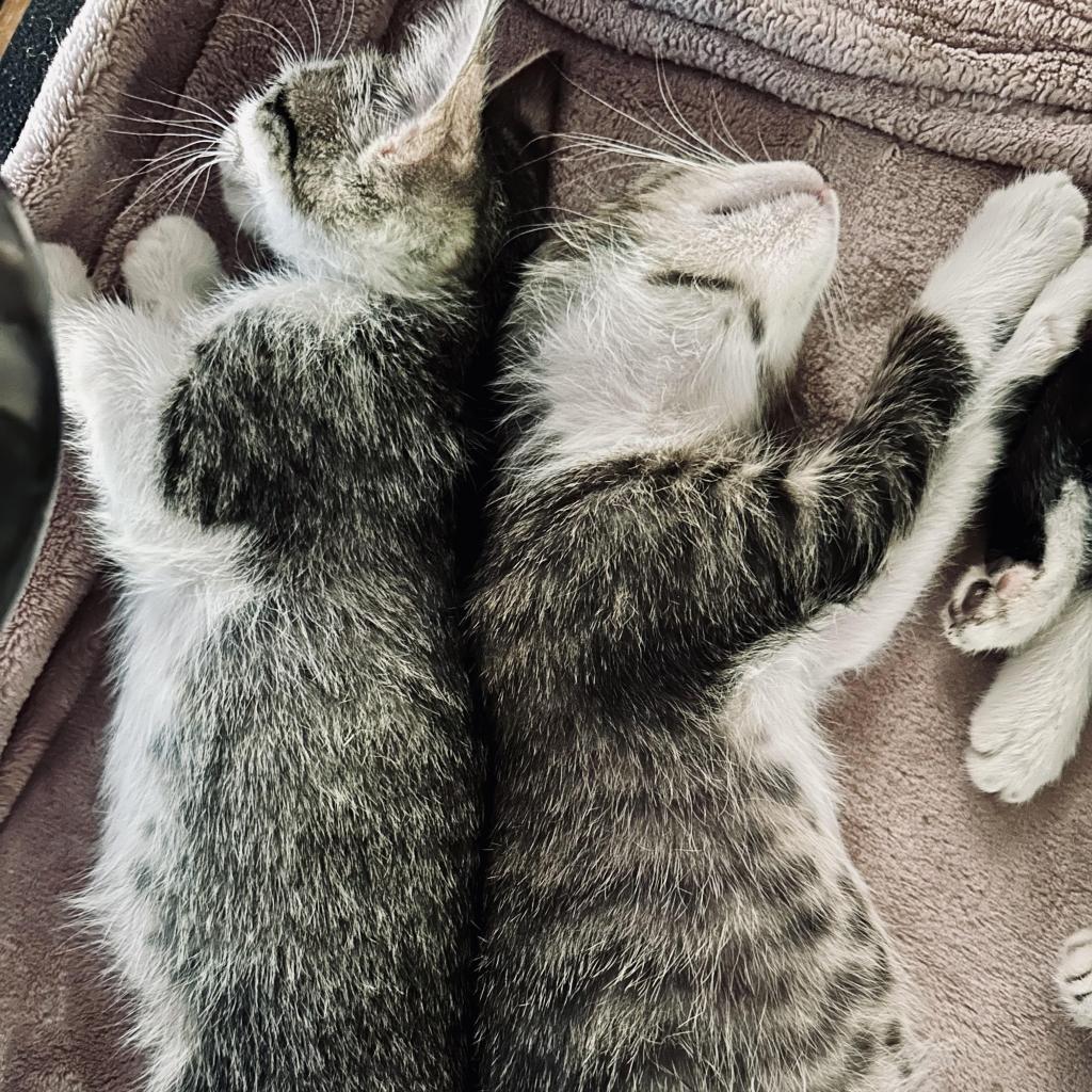 Enlarge Crash, a Adoptable Domestic Short Hair in Fort Worth, TX image 5/5