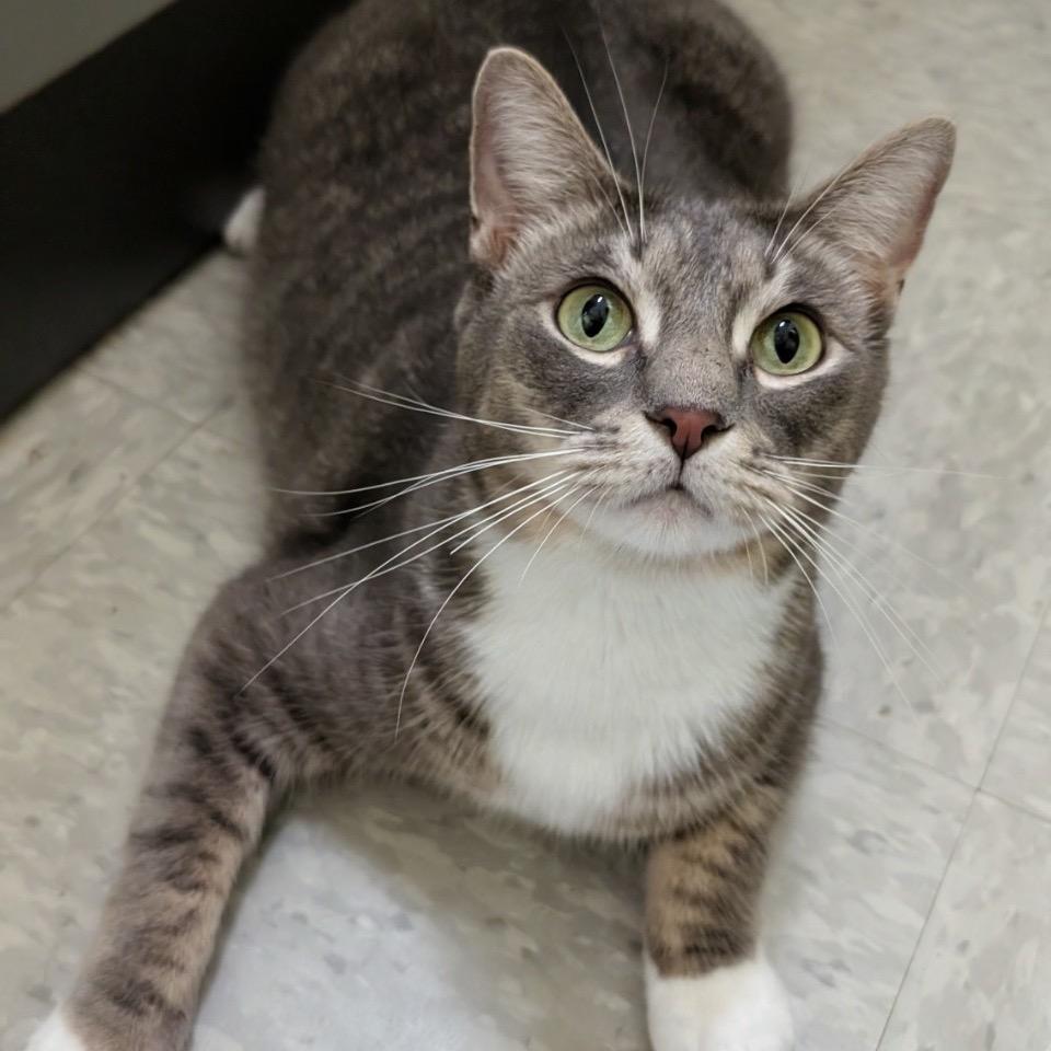 Nola, a Adoptable Domestic Short Hair in League City, TX image 1/4