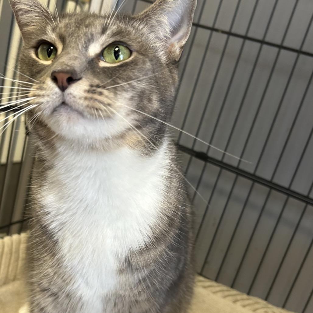 Nola, a Adoptable Domestic Short Hair in League City, TX image 2/4