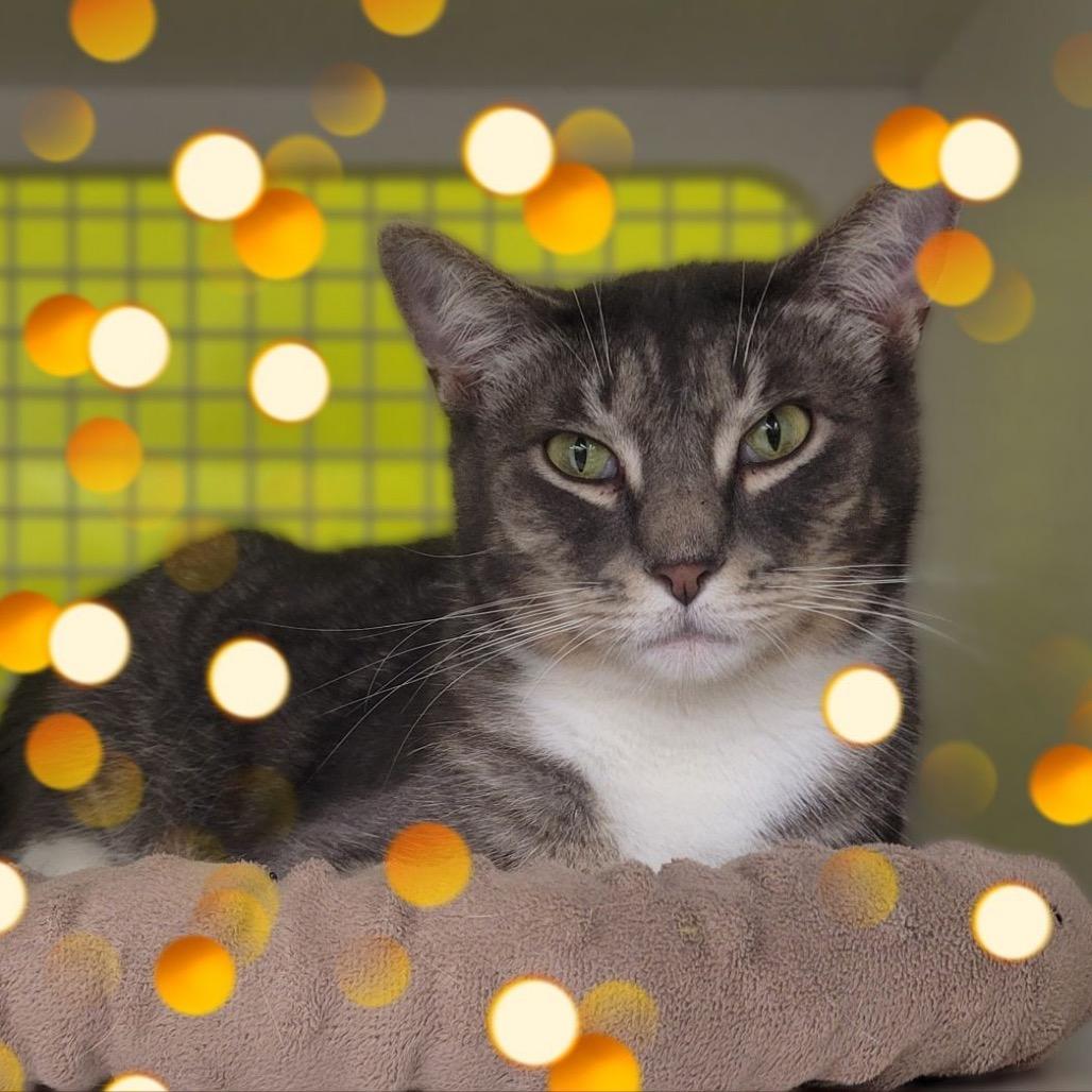 Nola, a Adoptable Domestic Short Hair in League City, TX image 3/4