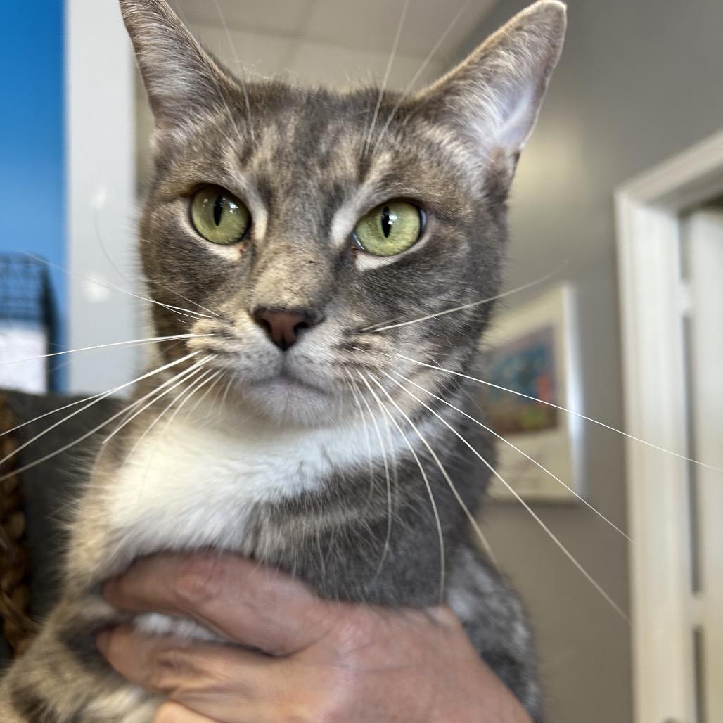 Nola, a Adoptable Domestic Short Hair in League City, TX image 4/4