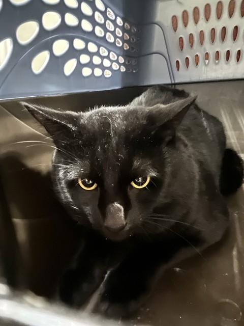 BEN 10, Adoptable, Young Male Domestic Short Hair.