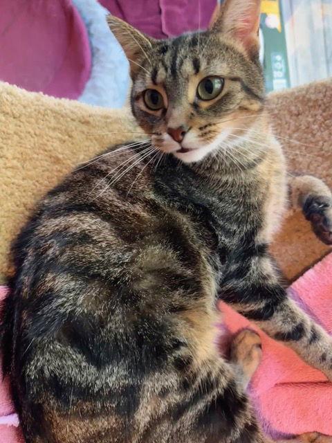 Lucy, Adoptable, Adult Female Domestic Short Hair & Tabby.