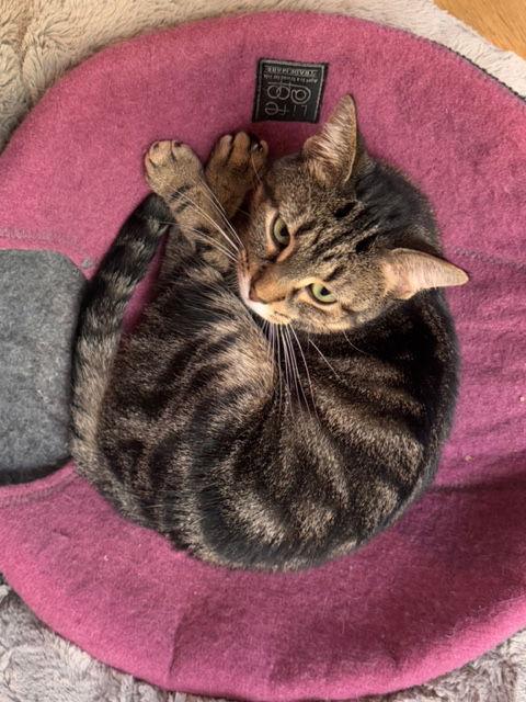 Lucy, a Adoptable mixed breed in Traverse City, MI image 3/3