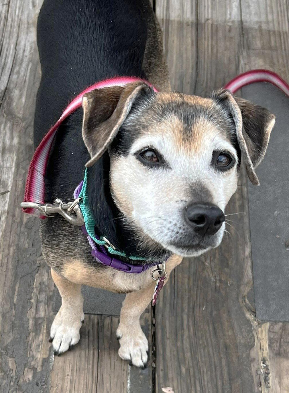 Lucy Nason NJ, Adoptable, Senior Female Chihuahua.