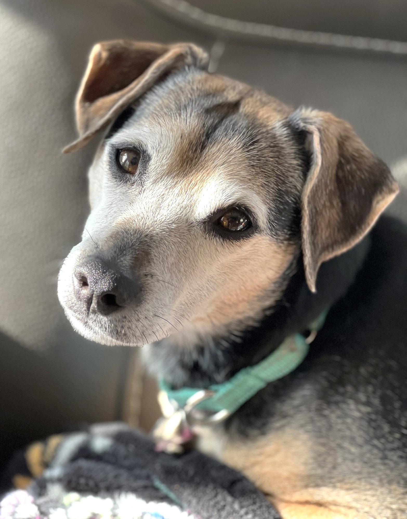 Lucy Nason NJ, a Adoptable Chihuahua in Boonton, NJ image 2/3