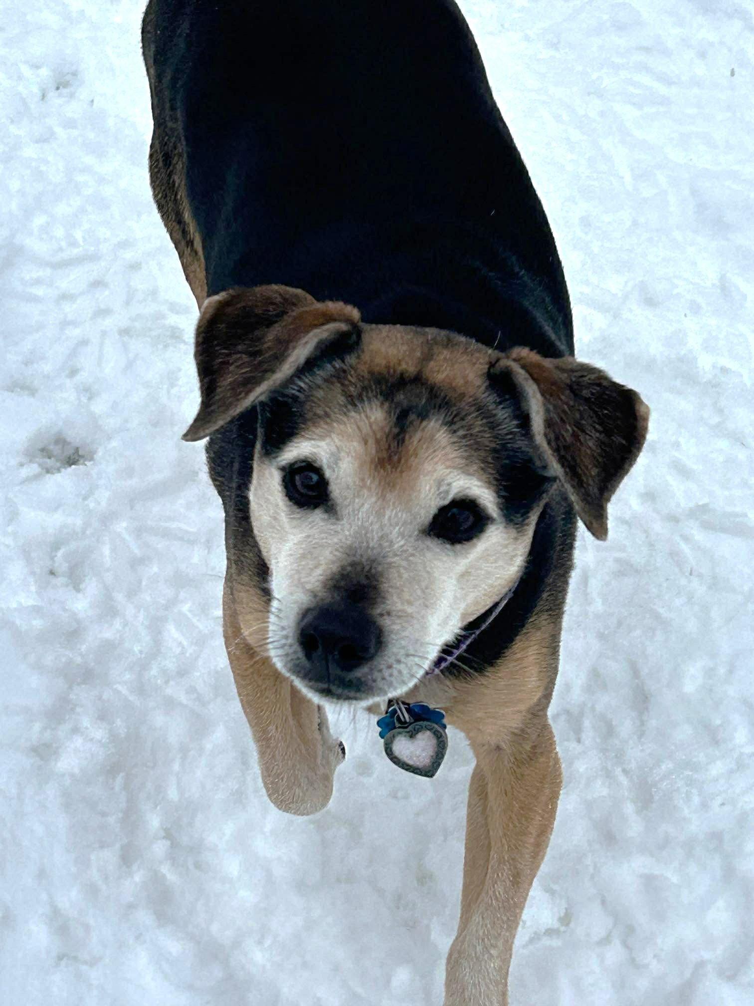 Enlarge Lucy Nason, a Adoptable Chihuahua in Boonton, NJ image 2/3