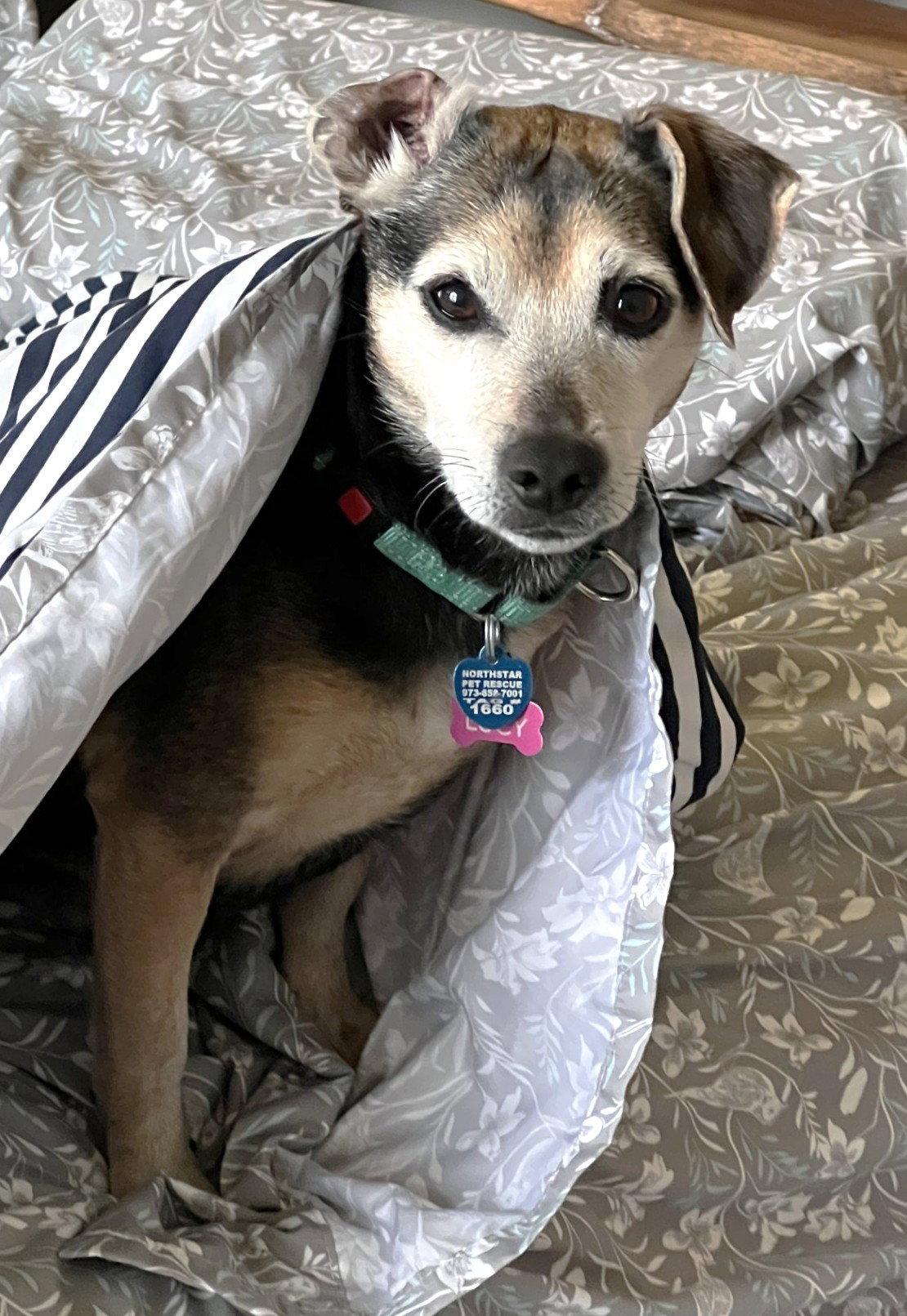 Lucy Nason NJ, a Adoptable Chihuahua in Boonton, NJ image 3/3