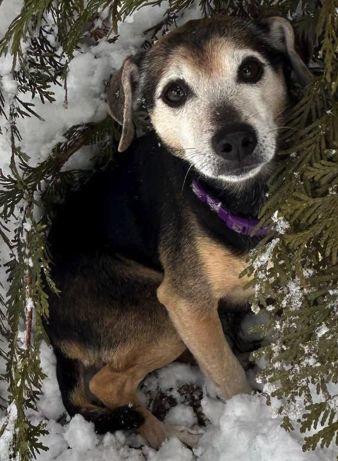 Enlarge Lucy Nason, a Adoptable Chihuahua in Boonton, NJ image 3/3