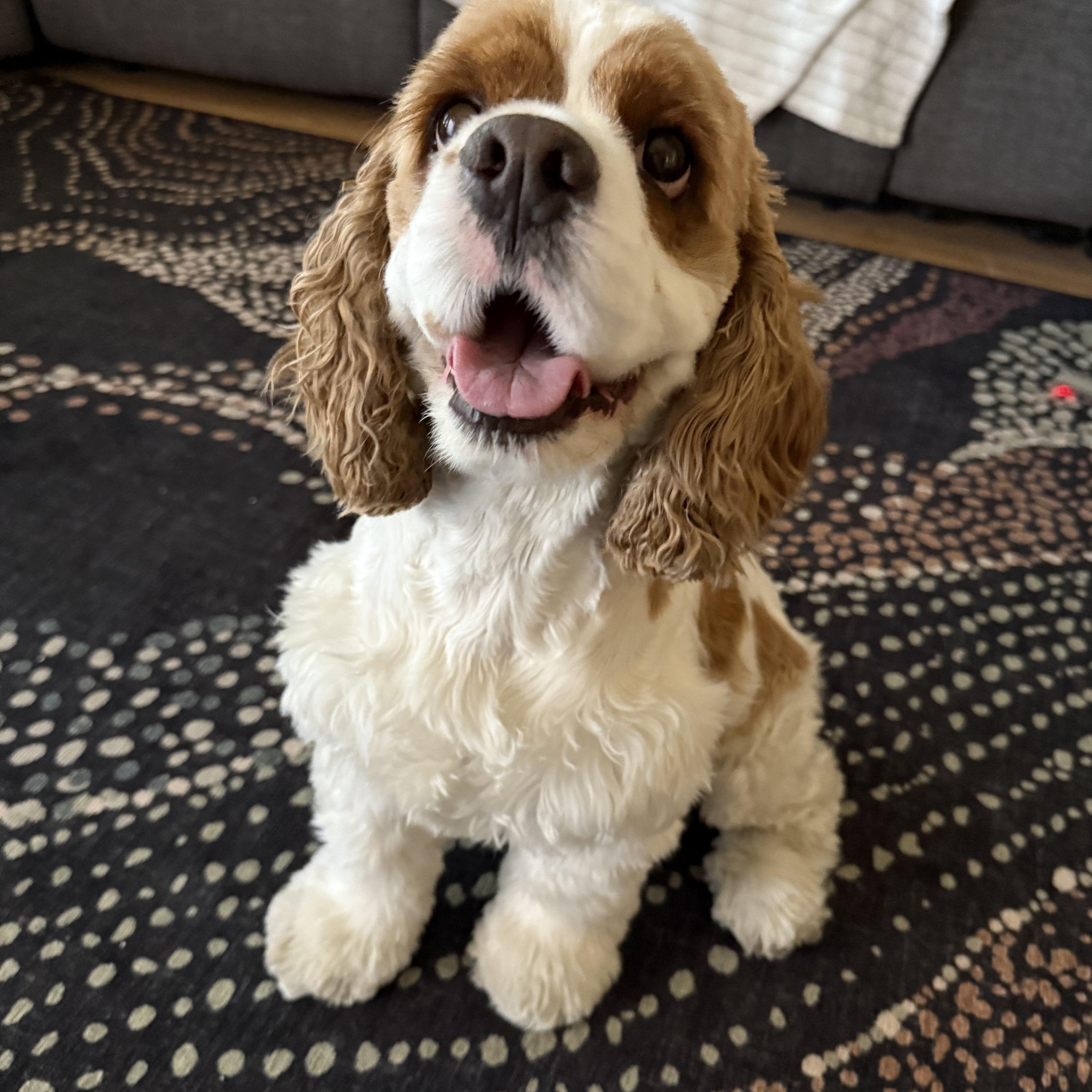 Enlarge Dash(er), a Adopted mixed breed in Henderson, NV image 2/6