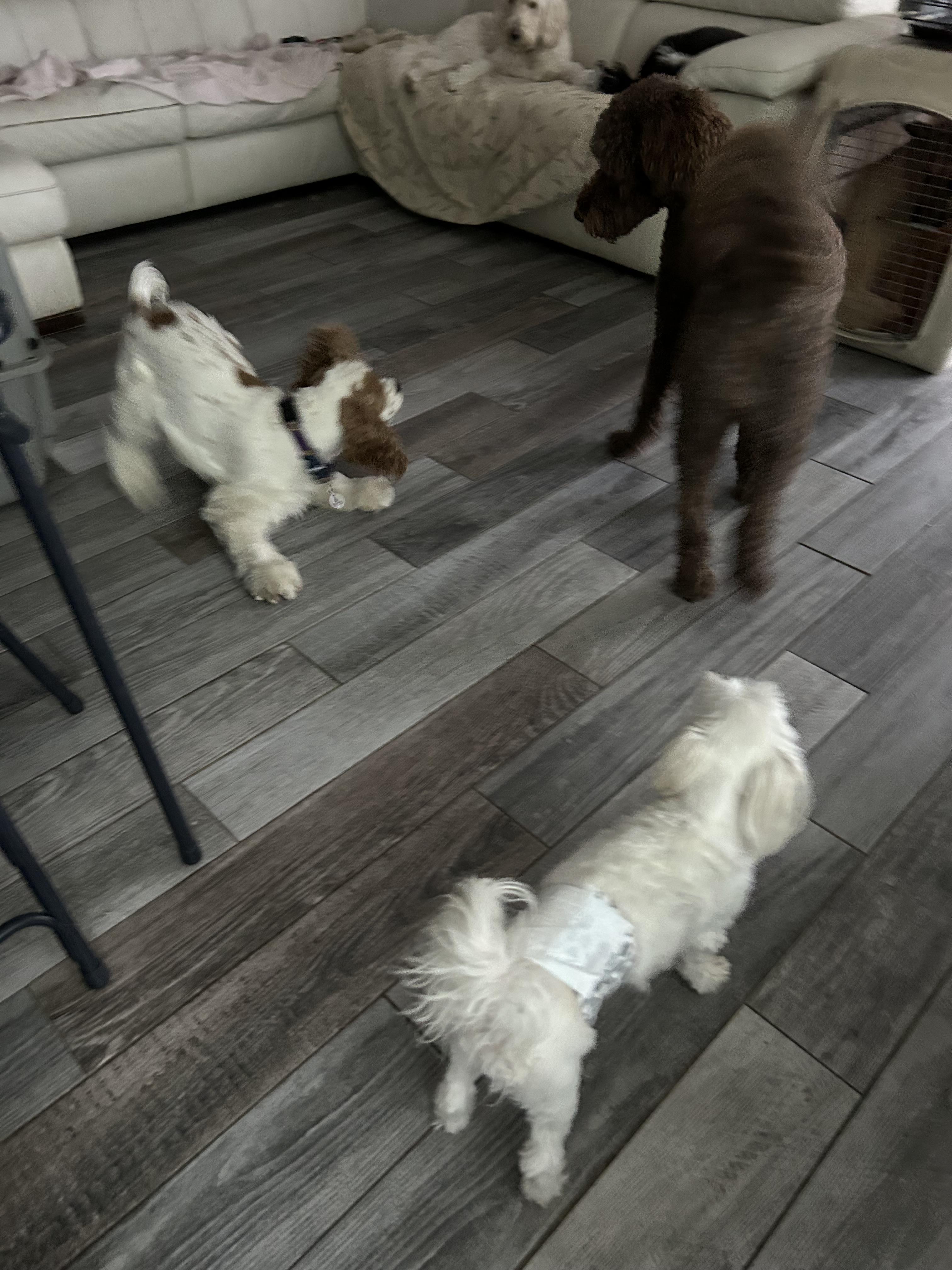 Enlarge Dash(er), a Adopted mixed breed in Henderson, NV image 3/6