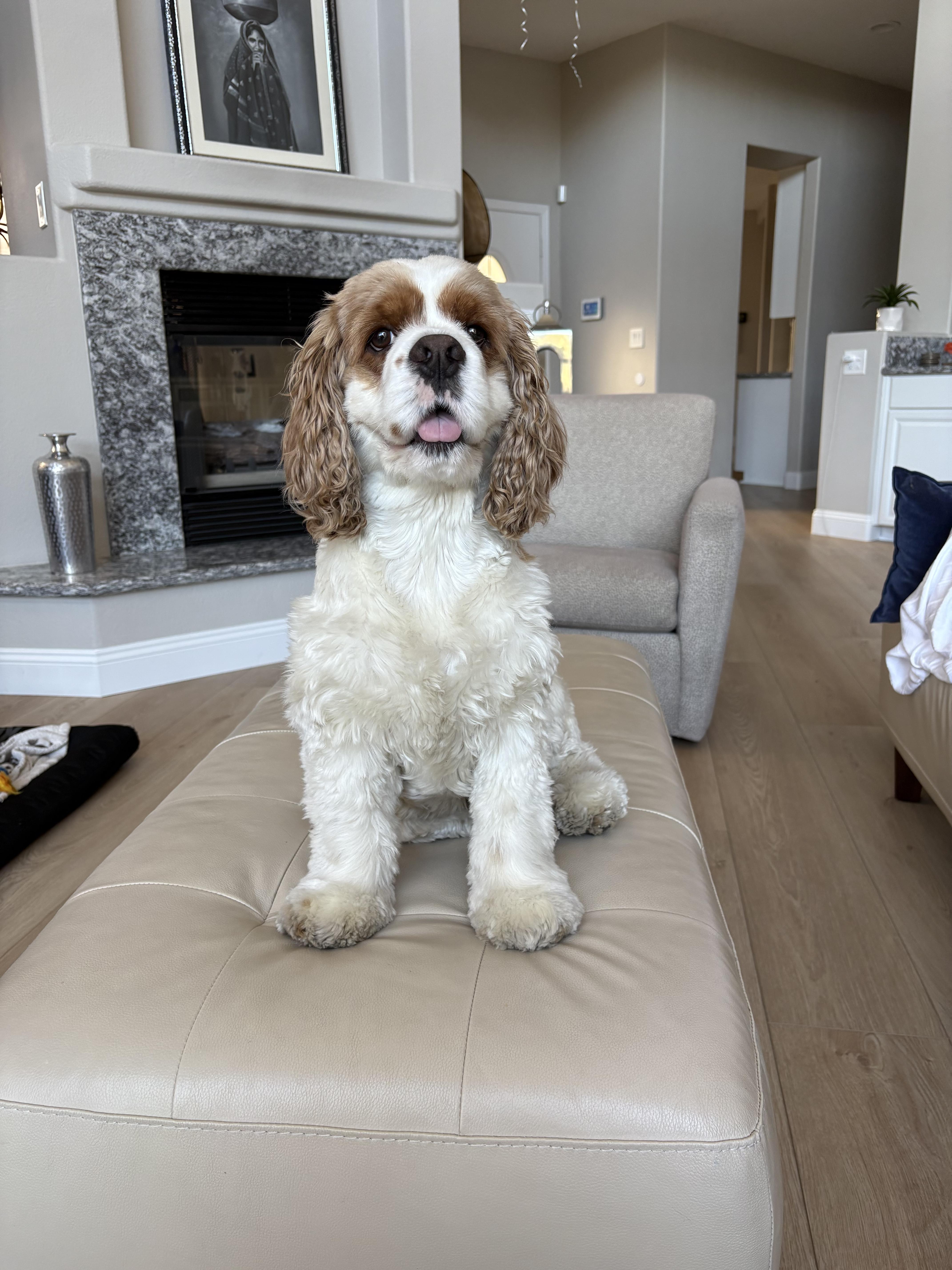 Enlarge Dash(er), a Adopted mixed breed in Henderson, NV image 4/6