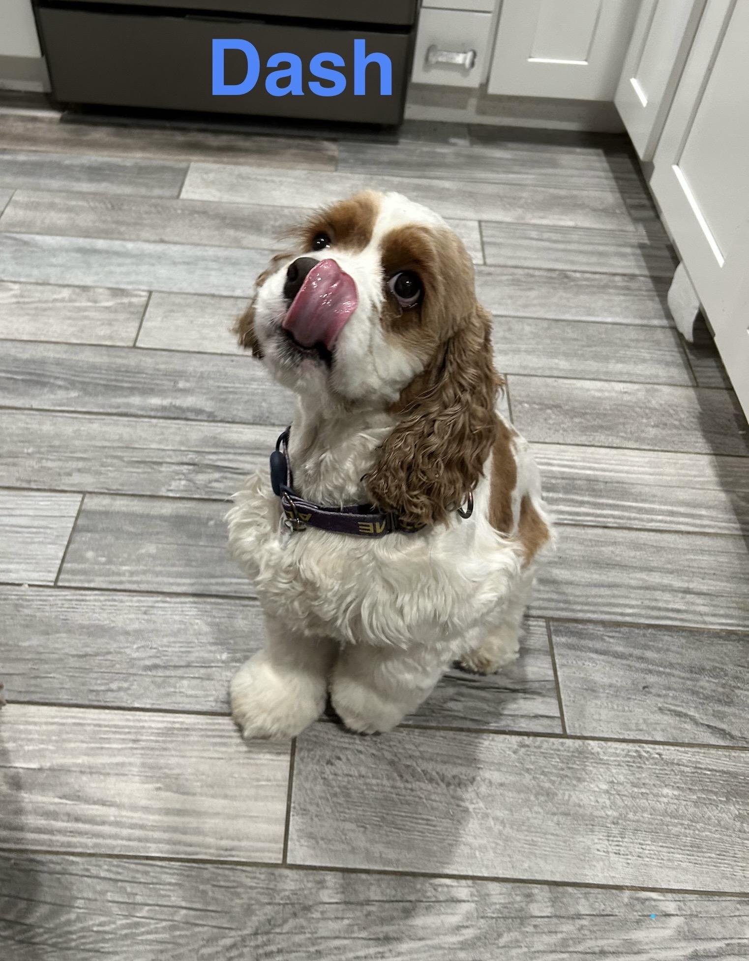 Enlarge Dash(er), a Adopted mixed breed in Henderson, NV image 5/6